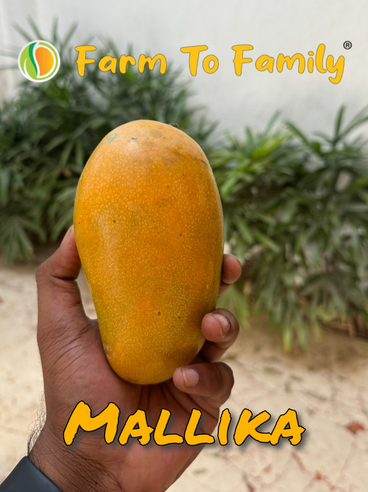 Mallika Mango