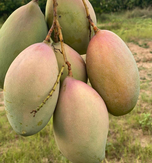 Organic Bengalura Mango