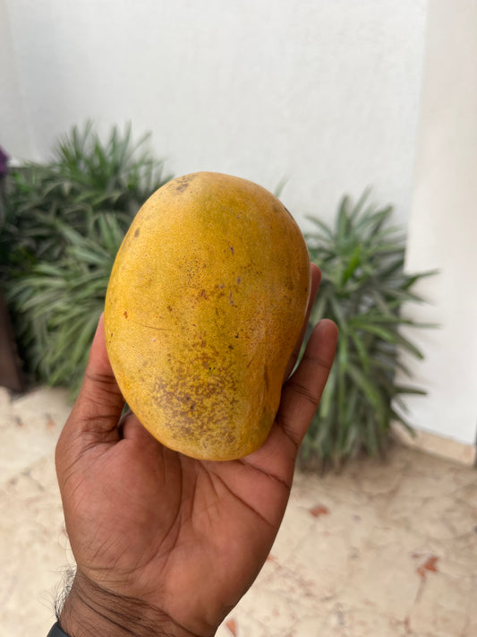 Organic Mallika Mango