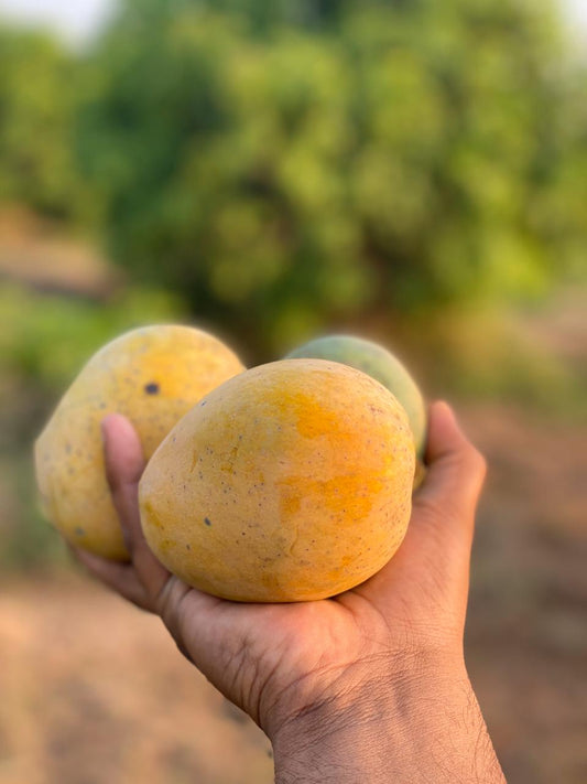 Organic Neelum Mango