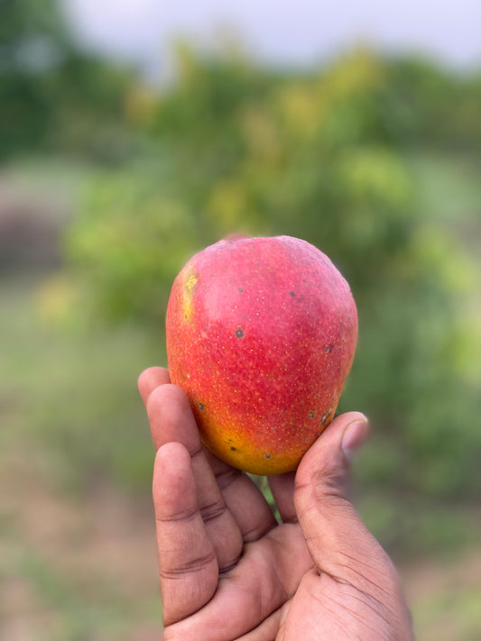 Organic Sendura Mango