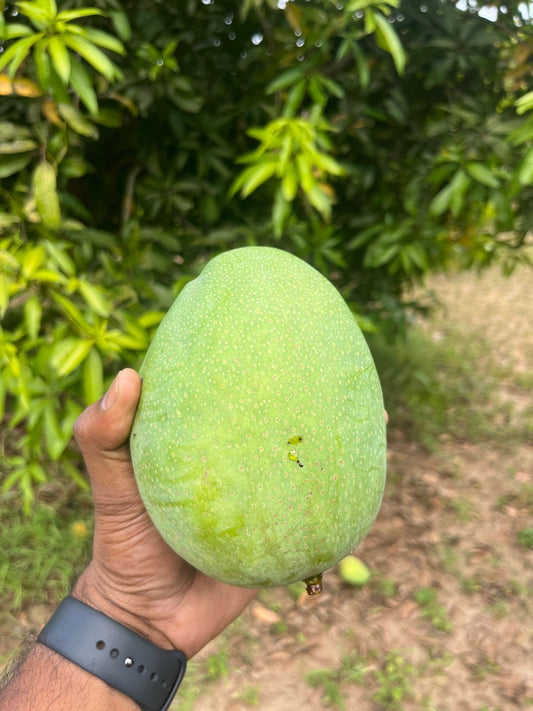 Organic Imam Pasand Mango